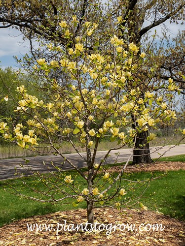 Magnolia 'Lois'
A yellow Magnolia introduced in circa 2012